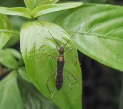 Marcius longirostris