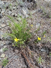 Potentilla verticillaris