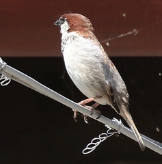 Passer domesticus × italiae