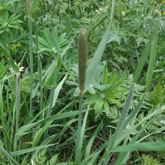 Alopecurus pratensis