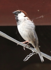 Passer domesticus × italiae