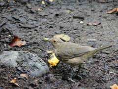 Turdus maculirostris