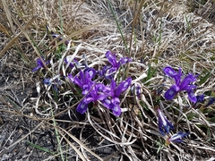 Iris uniflora