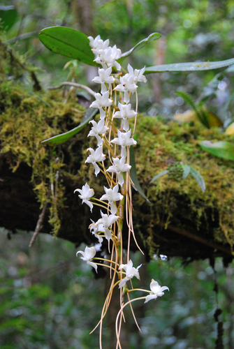 Aerangis cryptodon (Rchb.f.) Schltr. 4