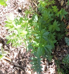 Valeriana officinalis officinalis