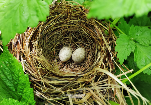 Blyth's Reed Warbler