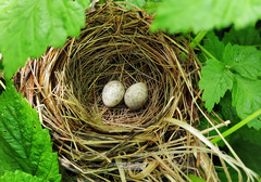Blyth's Reed Warbler photo 6