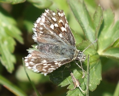 Pyrgus malvae