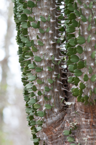 Alluaudia ascendens (Drake) Drake 2