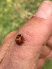 Coccinella septempunctata
