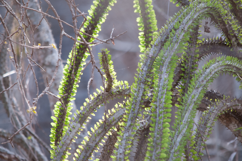 Alluaudia procera, Toliary, MG