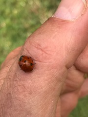 Coccinella septempunctata