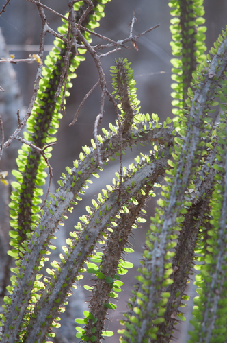 Alluaudia procera