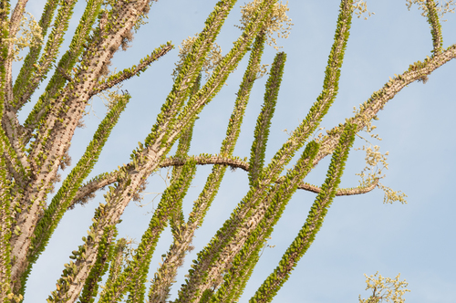 Alluaudia procera