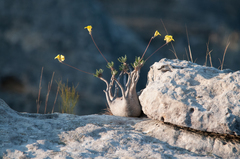 Pachypodium gracilius image