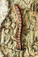 Helicorthomorpha
