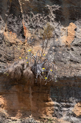 Pachypodium gracilius image