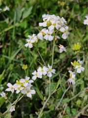 Arabidopsis arenosa