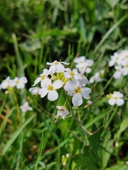 Arabidopsis arenosa