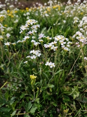 Arabidopsis arenosa