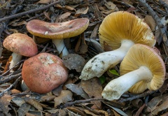 Russula rubroalba