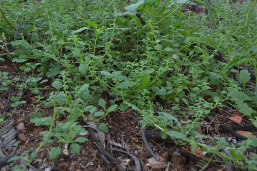 Green crumbweed (Dysphania carinata)