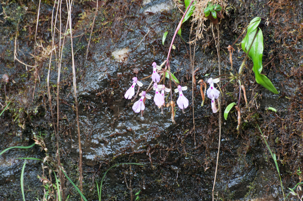 Cynorkis lowiana