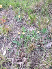 Pilosella flagellaris