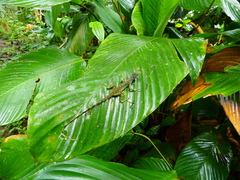 Anolis gemmosus