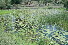 Angiospermae