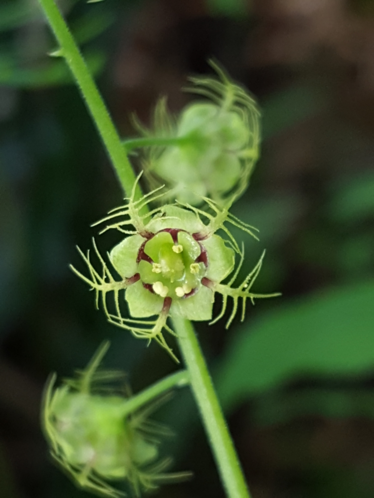 Mitella caulescens