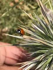 Coccinella septempunctata
