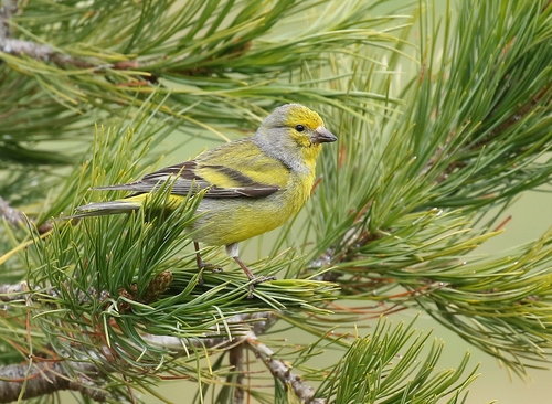 Citril Finch, photo 3 of 7