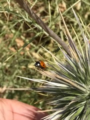 Coccinella septempunctata