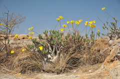 Pachypodium gracilius image