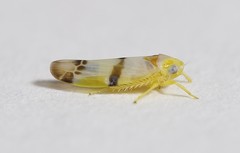 Empoa casta