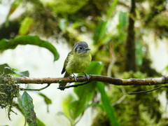 Pogonotriccus ophthalmicus
