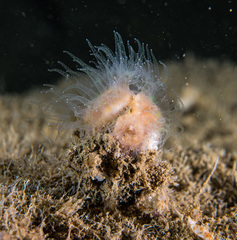 Caryophyllia smithii