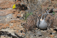 Pachypodium gracilius image