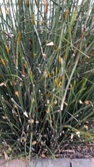 Equisetum laevigatum