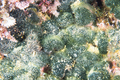 Dasycladus vermicularis