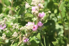 Malacothamnus fasciculatus catalinensis