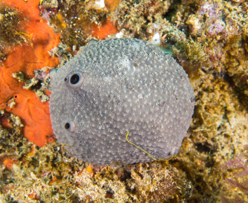 grey leather sponge, photo 3 of 10
