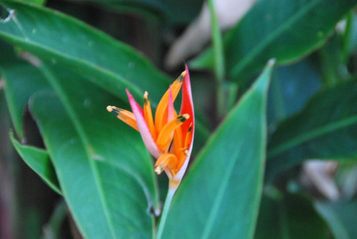 Heliconia psittacorum image