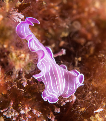 Pink Flatworm, Girona, Cataluña, Spain, photo 10 of 10