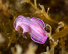 Prostheceraeus roseus