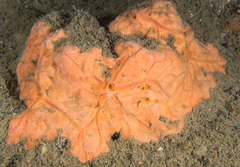 Spirastrella cunctatrix