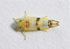 Empoa casta