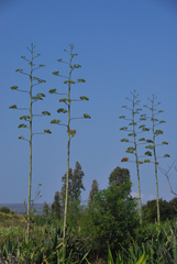 Angiospermae