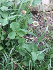 Trifolium repens